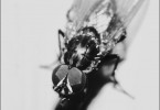 Overexposed Fly