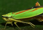 Rhododendron Leafhoppers
