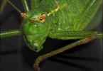 Grasshoppers Portrait