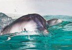 Dolphin Mum with Baby