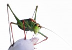 I Love Grasshoppers!