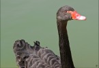 Young Black Swan