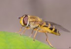 Hoverfly 1002