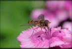 Hoverfly at ISO 1600