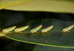 Leafhoppers Parade