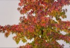 Autumn Colours 1