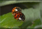 Ladybird Sex