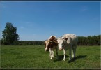 Kühe in Holland
